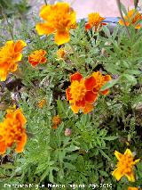 Clavel de indias - Tagetes patula. Navas de San Juan