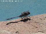 Liblula emperador - Anax imperator. Navas de San Juan