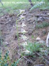 Silene nutans - Silene nutans. Segura