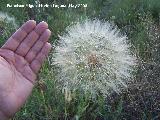 Barba de cabra - Tragopogon porrifolius. Bergao. Navas de San Juan