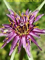 Barba de cabra - Tragopogon porrifolius. La Estrella - Navas de San Juan