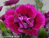 Clavel - Dianthus caryophyllus. Navas de San Juan