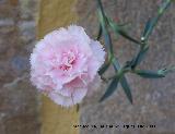 Clavel - Dianthus caryophyllus. Los Villares