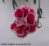 Clavel - Dianthus caryophyllus. Navas de San Juan