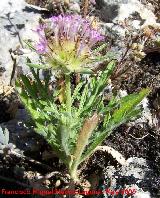 Farolitos - Scabiosa stellata. Los Caones. Jan