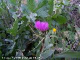 Centaurea monticola - Centaurea monticola. Jan