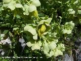 Hierba de ballesteros - Helleborus foetidus. Pitillos. Valdepeas