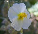 Jarilla - Helianthemum apenninum. Los Caones. Los Villares