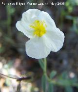 Jarilla - Helianthemum apenninum. Pitillos. Valdepeas