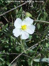 Jarilla - Helianthemum apenninum. El Hacho - Alcal la Real