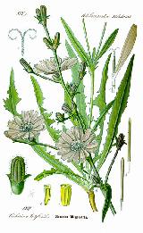 Achicoria - Cichorium intybus. 