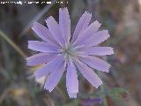 Achicoria - Cichorium intybus. El Canjorro (Jan)