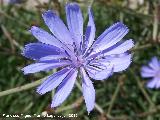 Achicoria - Cichorium intybus. La Beata - Valdepeas