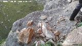 Abrigo de la Pileta. Desprendimientos y altura