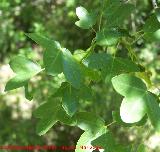 Arce de Montpellier - Acer monspessulanum. Pitillos. Valdepeas