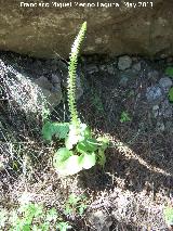 Ombligo de Venus - Umbilicus rupestris. Cerro Carluca - Bdmar