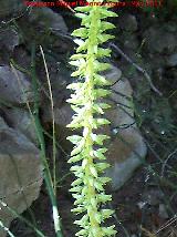 Ombligo de Venus - Umbilicus rupestris. Cerro Carluca - Bdmar