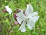 Colleja blanca - Silene latifolia. Cerro Veleta - Jan