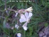 Colleja blanca - Silene latifolia. Pitillos. Valdepeas