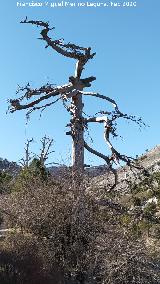 Pino Muerto del Poyo de las Palomas