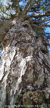 Pino Retorcido. Tronco