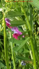 Veza - Vicia sativa. El Pizorro - Gnave