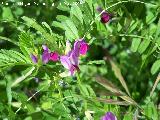 Veza - Vicia sativa. Pitillos. Valdepeas