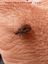 Chinche Arenocoris - Arenocoris waltlii. Los Villares
