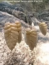 L�grimas de la Virgen - Briza maxima. Pantano del Encinarejo - And�jar