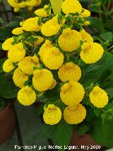 Zapatitos de Venus - Calceolaria sp.. Ja�n