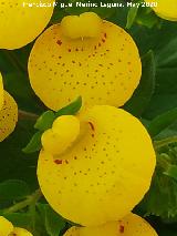 Zapatitos de Venus - Calceolaria sp.. Flores. Ja�n