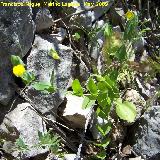 Arveja de campo - Lathyrus pratensis. Pitillos. Valdepeas