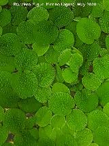 Lenteja Oreja de rat�n - Salvinia minima. Ja�n
