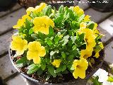 Calibrachoa - Calibrachoa sp.. Ja�n