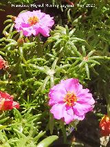 Verdolaga grande - Portulaca grandiflora. Ja�n