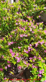 Trueno de Venus - Cuphea hyssopifolia. Ja�n