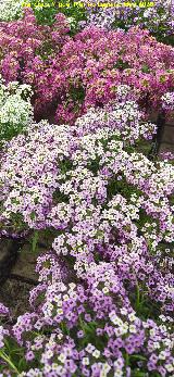 Flor de miel - Lobularia maritima. Ja�n