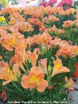 Lirio de Per� - Alstroemeria sp.. Ja�n