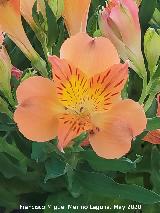 Lirio de Per� - Alstroemeria sp.. Flor. Ja�n