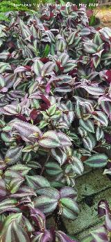 Amor de hombre - Tradescantia zebrina. Ja�n
