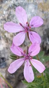Alfilerillos del Pastor - Erodium cicutarium. Flores. La Veleta - Los Villares