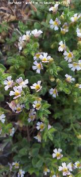 Bocacabra de roca - Chaenorhinum origanifolium. La Veleta - Los Villares