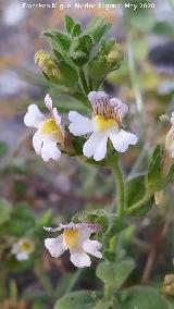Bocacabra de roca