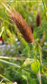 Timotea mediterr�nea