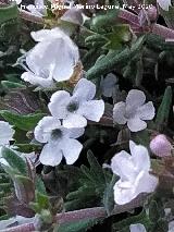 Tomillo blanco