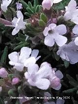 Tomillo blanco - Thymus zygis. Flores. La Veleta - Los Villares