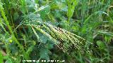 Bromus madrile�o