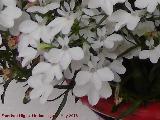 Mil flores