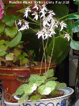 Flor de ara�a