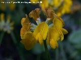 Coronilla de Rey - Coronilla minima. Pitillos. Valdepeas